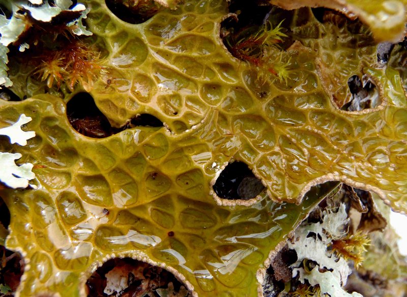 Lobaria Lichen