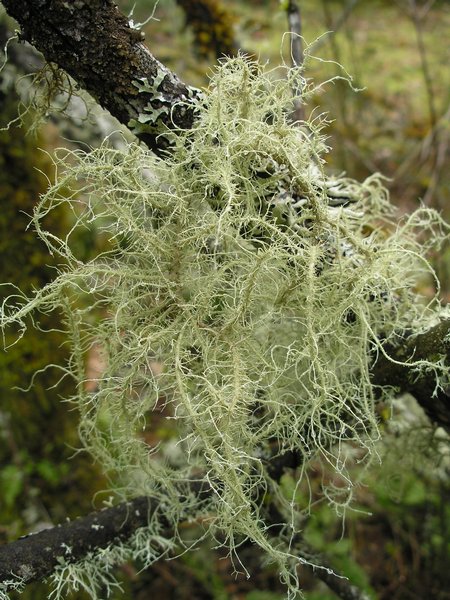 Usnea Subfloridana