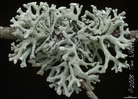 Hypogymnia tubulosa