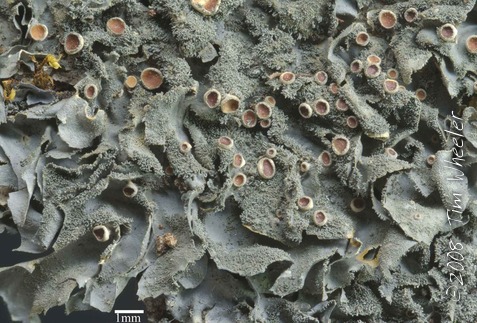 Leptogium cyanescens