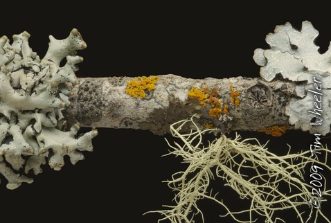 Lichens as Emergent Property?