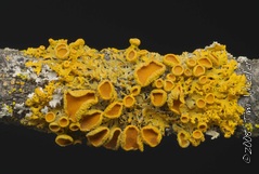 Xanthoria hasseana